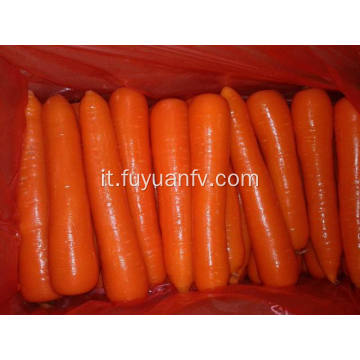 Carota fresca nel weifang